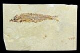 Cretaceous Fossil Fish (Hajulia) - Lebanon #124009-1